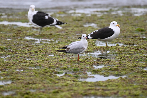 Brown-hooded Gull｜褐头鸥 参考照片