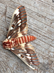 Citheronia splendens