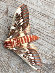 Citheronia splendens