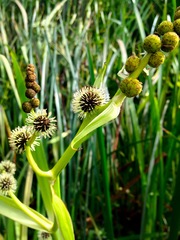 Sparganium eurycarpum