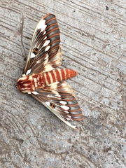 Citheronia splendens