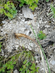 Allium strictum