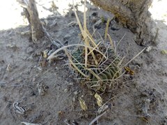 Echinofossulocactus lloydii