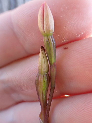 Image of Thelymitra carnea by (c) Benjamin Lavin, some rights reserved (CC BY)