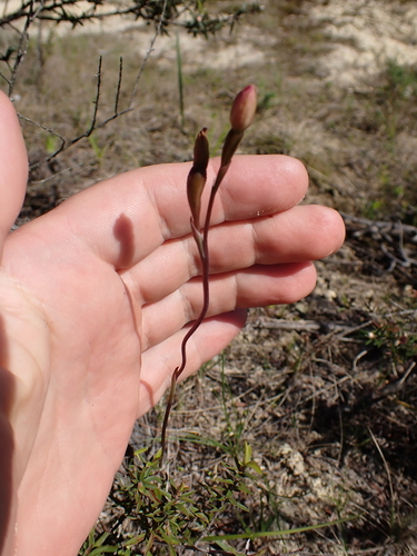Image of Thelymitra carnea by (c) Benjamin Lavin, some rights reserved (CC BY)