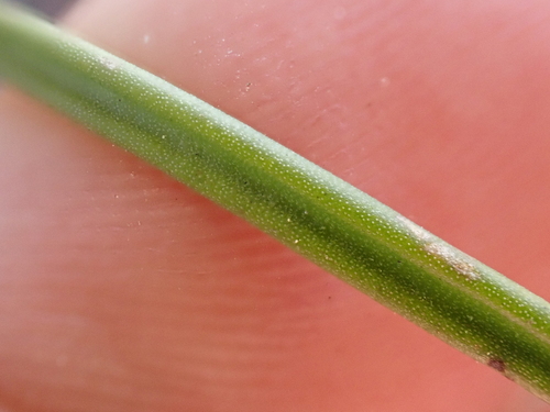 Image of Thelymitra carnea by (c) Benjamin Lavin, some rights reserved (CC BY)