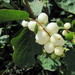 Snowberries - Photo (c) Leonora Enking, some rights reserved (CC BY-SA)