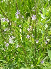 Lythrum alatum lanceolatum