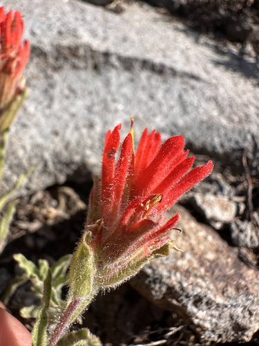 Image of Castilleja applegatei by (c) Matt Berger, some rights reserved (CC BY)