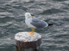 Larus michahellis