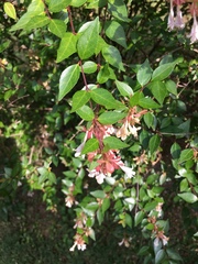 Abelia × grandiflora