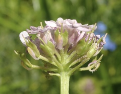 Iberis ciliata