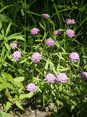 Iberis ciliata