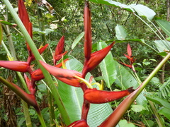 Heliconia latispatha