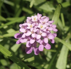 Iberis ciliata