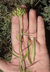 Iberis ciliata
