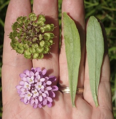 Iberis ciliata