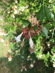 Abelia × grandiflora