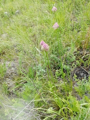 Allium strictum