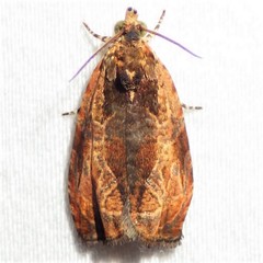 Olethreutes nigranum