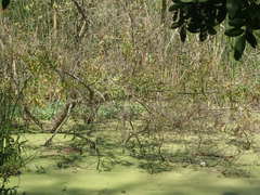 Pistia stratiotes