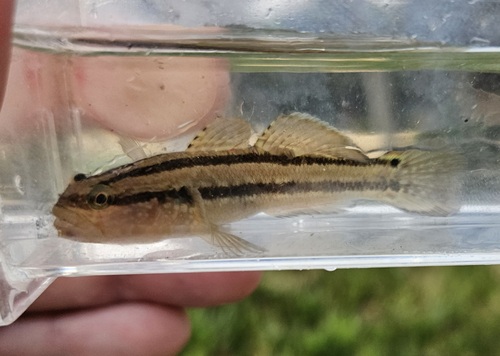 Kameleon-grondel (Tridentiger trigonocephalus) — Gobiidae — 3