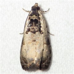 Olethreutes malana