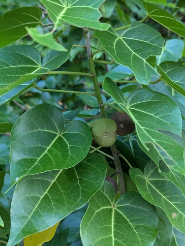 Portia tree (Thespesia populnea)