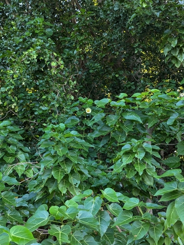 Thespesia populnea
