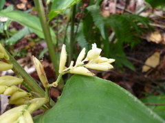 Stromanthe hjalmarssonii