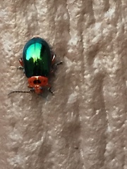 Kuschelina gibbitarsa