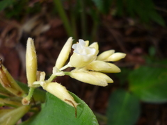 Stromanthe hjalmarssonii