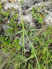 Allium strictum