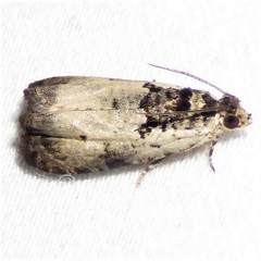 Olethreutes malana