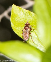 Myopa clausa