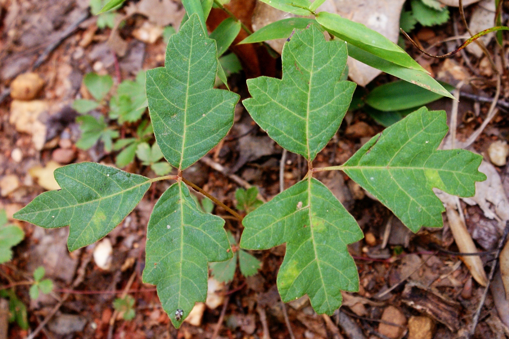 Atlantic Poison Oak 