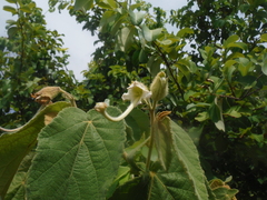 Helicteres jamaicensis