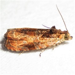 Olethreutes nigranum