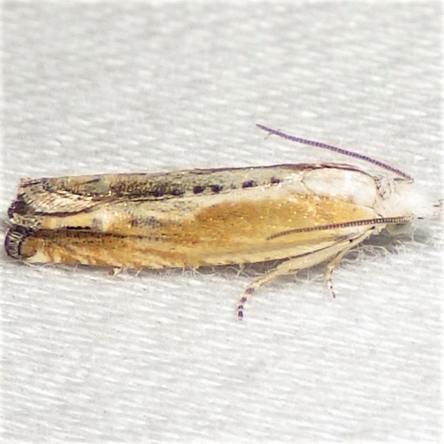 Eucosma kiscana