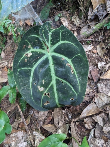 Foto de Antúrio-cristalino