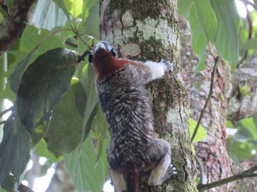 Geoffroy’s Tamarin, photo 6 of 7