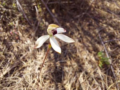 Image of Caladenia cucullata by (c) Brendan Costello, some rights reserved (CC BY)