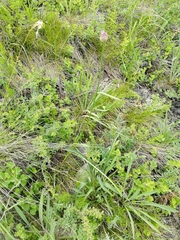 Allium strictum
