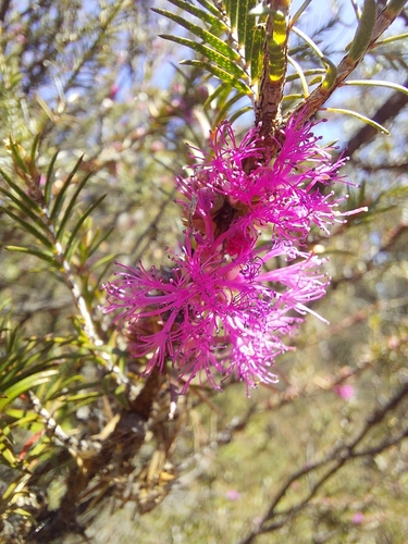 Image of Melaleuca wilsonii by (c) Brendan Costello, some rights reserved (CC BY)