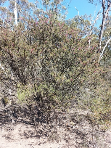 Image of Melaleuca wilsonii by (c) Brendan Costello, some rights reserved (CC BY)