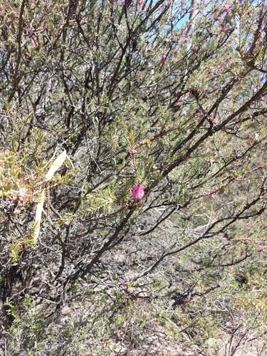 Image of Melaleuca wilsonii by (c) Brendan Costello, some rights reserved (CC BY)