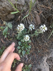 Noccaea fendleri