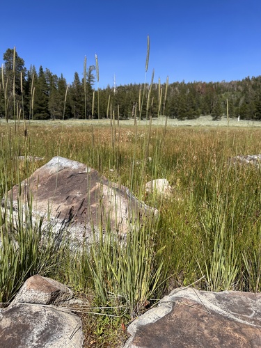 Image of Meadow Barley (Hordeum brachyantherum) by (c) Matt Berger, some rights reserved (CC BY)