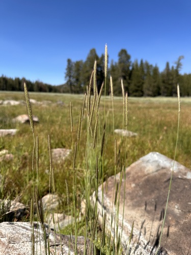 Hordeum brachyantherum iNat (3)