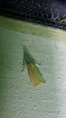 Calamotropha paludella